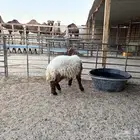 خروف نعيمي ذبيحه طيبه سومه 1120