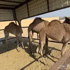 قعودين وبكرة