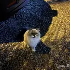 قطه للتبني