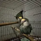 ببغاء للبيع