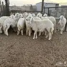 رخال حريات حرش