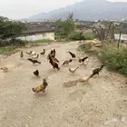 دجاج بلدي