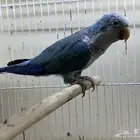 كويكر فايلوت ذكر ( تم البيع )