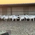 ضان رفيديات خصم دفيع والأغلبية واصلات تولد