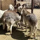 طليان سواكن