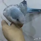 عصفور كويكر ازرق