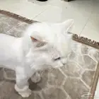 شيرازي للتبني