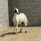 نعجة حرشا دافع