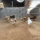 دجاج وديوك بشاير لوهمان براون