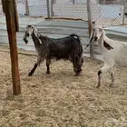 معزا طيبه بفحلها للبيع