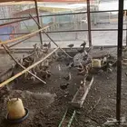 فروخ بلدي للبيع