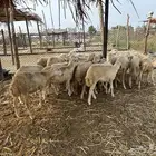 رخال بلدي فاخر