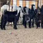 جفار عوارض صنف