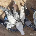 حمام كشيش تفريد او ازواج