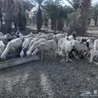 ضان مراح واحد دفيع ومنها 4 ولاد