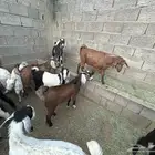 تيوس يوجد ذبح وتوصيل