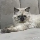 قطة لتبني