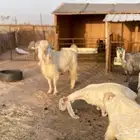 فحل مشروك ابرص
