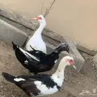 بط مصري