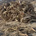 عروق سمر مشرخ حق مشب