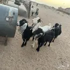 معزاء