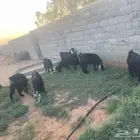 معزاء عوارض عدد 9 بدون التيس