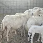 عرضين غنم رفيديات ومعزا جنوبيات ولد ماشاءالله