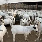 تيوس صومالي جذعان مربى