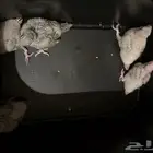 فروخ كنيور