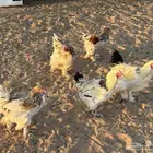 ديكة براهما للبيع