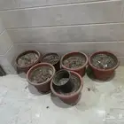 اشجار
