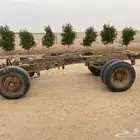 شاص دينا للبيع