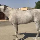 حصان هادي احصان ابل شرط
