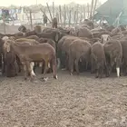 بهم حمري