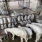 البحث عن شريك للاستثمار في مجال تربية المواشي لمشرع قائم