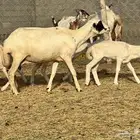 ضان رفيد صمع خصم مراح نظيف