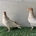 زاجل فراشه
