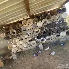 للبيع دجاج أو حمام او أرانب
