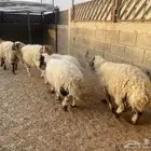 طليان نعيم للبيع
