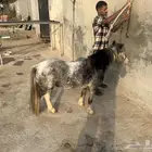 سيسية انثى