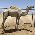 للبيع قعود