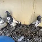 حمام باكستاني