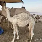 حشو فاخرة للبيع