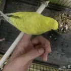 طيور عصافير بادجي طيور حب أليفة