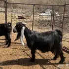 معزا عوارض خلفات ودفيع