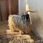 فحل عماني رحبي مشروط