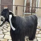 فحل عارضي فاخر