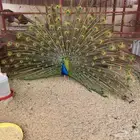 3 فروخ طاؤوس