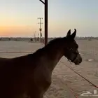مهر شيخ للبدل او للبيع