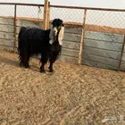 البيع فحل عارضي في الخرج